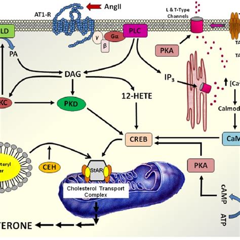 Pathway of adrenal cortex aldosterone biosynthesis | Download ...