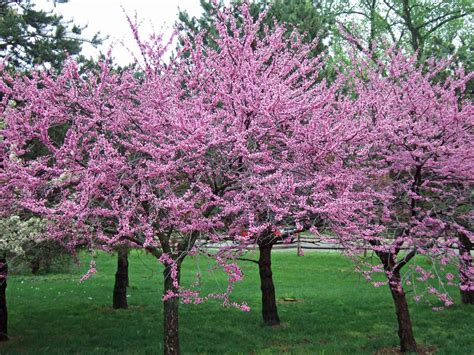 10 Best Flowering Trees and Shrubs for Adding Color to Your Yard ...