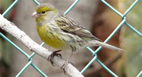 Atlantic Canary | The Animal Facts | Appearance, Diet, Habitat, Lifespan