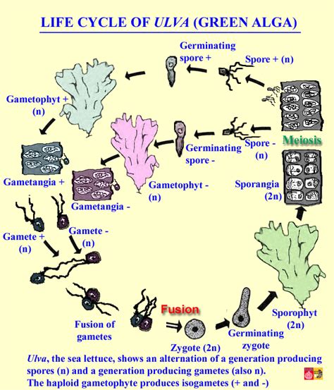 [Groenwieren: Green algae: Chlorophytae