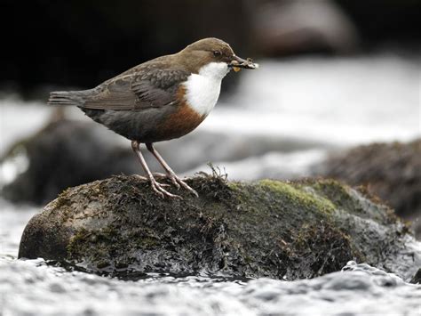 Dipper Bird Facts (Cinclus cinclus) | Birdfact