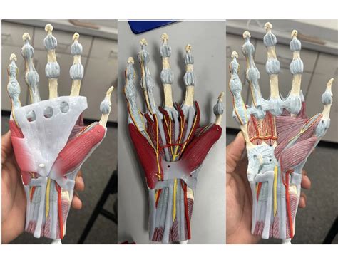 Flexor Muscles of the Hand Quiz