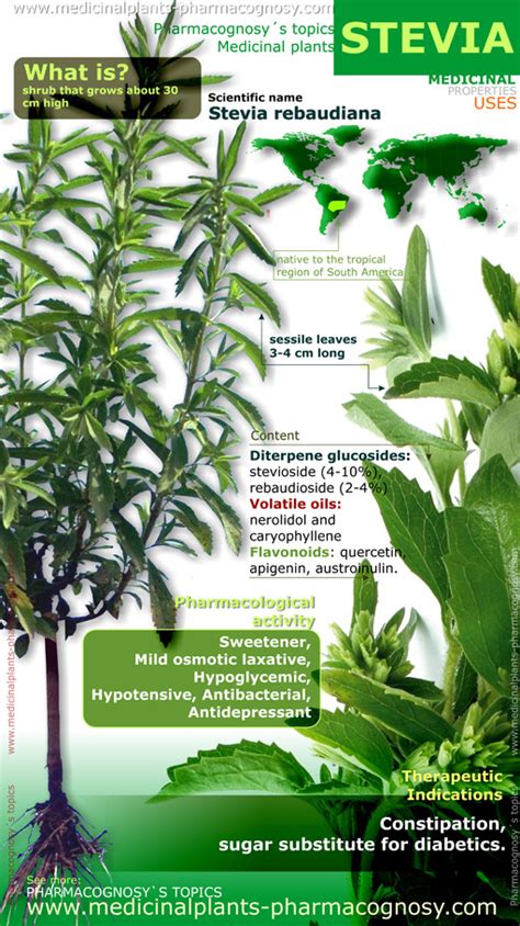 Stevia benefits. Infographic. - Pharmacognosy - Medicinal Plants