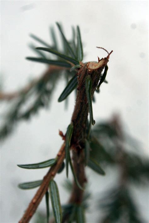 Snowshoe Hare Tracks | MyNature Apps