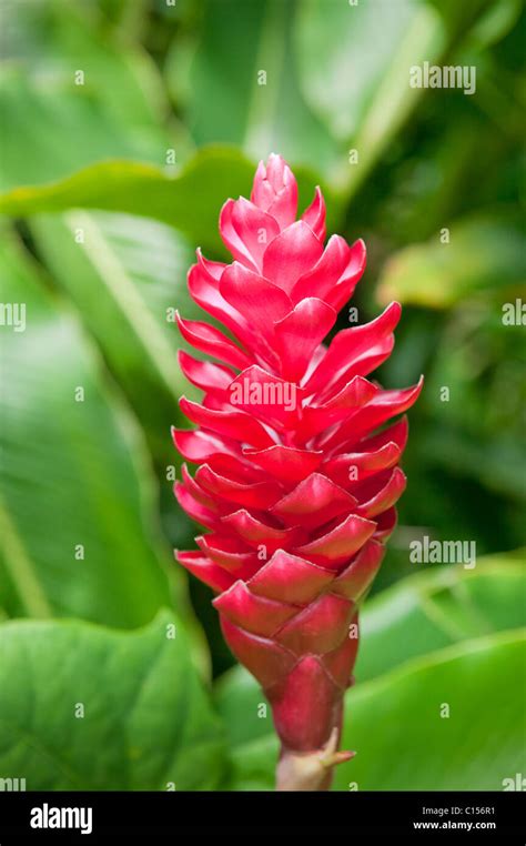 Red Ginger Flower in Tropical Garden, Jamaica Stock Photo - Alamy