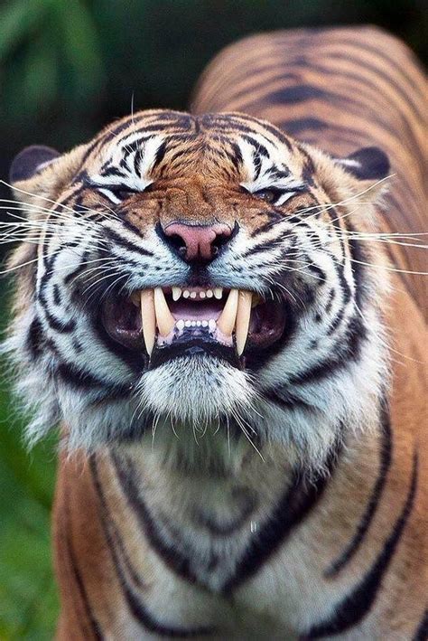 Pictures Worth More Than 1000 Words (20 images) | Cute animals, Tiger ...