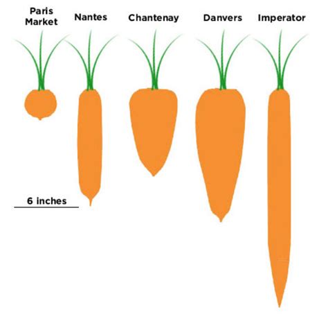 Common carrot root shapes - Vegetable Growers News