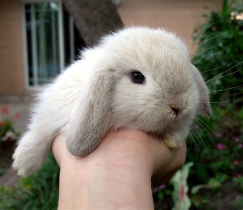 We currently have some beautiful baby holland lop bunnies. They are a ...