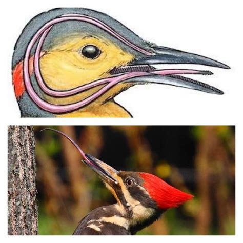 🔥 The tongue and hyoid bone of this pileated woodpecker wrap around its ...