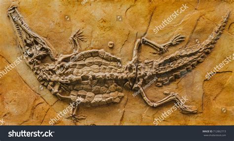 753 Crocodile Fossil Images, Stock Photos & Vectors | Shutterstock