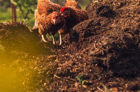 Composting Chicken Manure Fertilizer - Murray McMurray Hatchery Blog