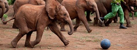 Daphne Sheldrick Elephant Orphanage Day Trip – Sunstrip Africa Safaris