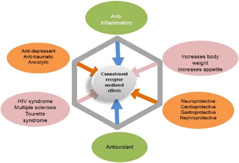 Different effects of cannabinoids on the human body and reported ...