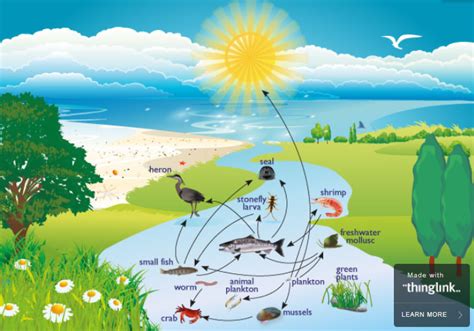 Food chain in estuary ecosystem