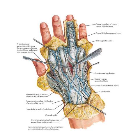 Wrist and Hand: Superficial Dorsal Dissection Anatomy Posterior ...