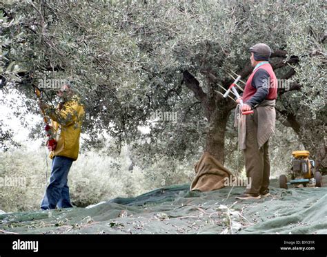 Olive harvesting Stock Photo - Alamy