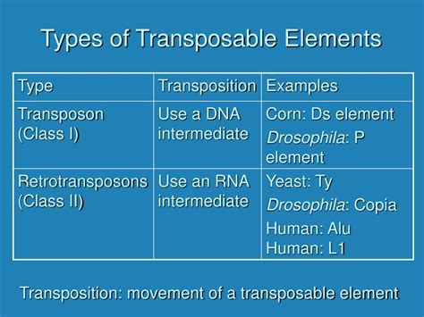 PPT - Transposable Elements PowerPoint Presentation - ID:397518