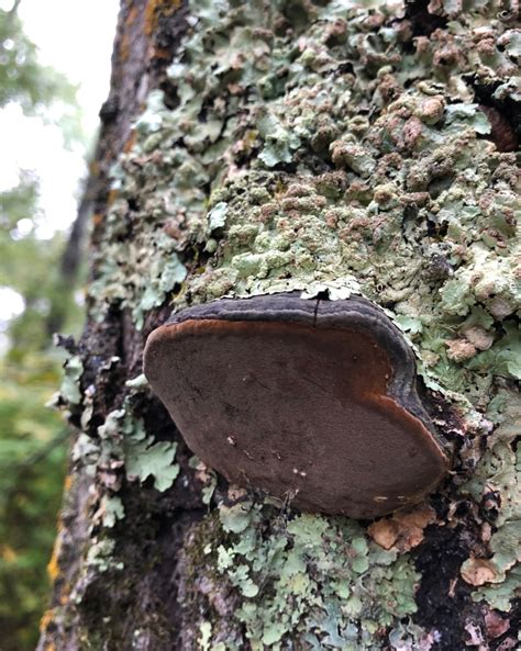 Fungus on Trees – North MN Outdoors