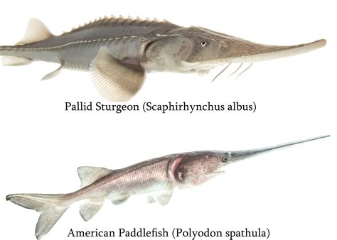 Pallid Sturgeon