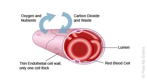 Capillaries - Pass My Exams: Easy exam revision notes for GSCE Biology