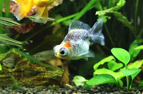 14 Fish with Big Eyes (Photos and the Best Ones for Your Tank) - A-Z ...