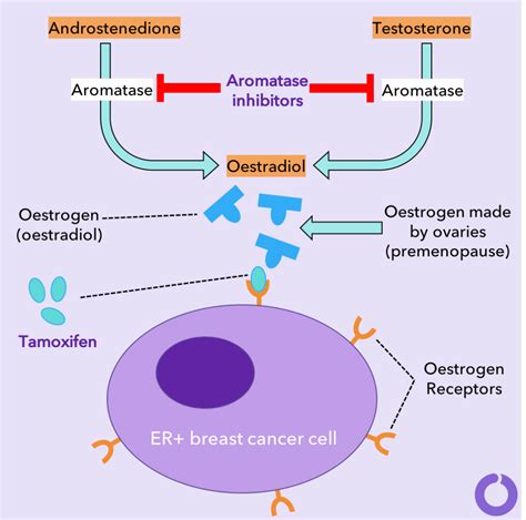 Tamoxifen vs. Aromatase Inhibitors – How do they work? - OWise UK