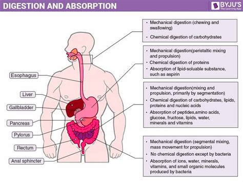 Absorption Of Digested Food by the Human Body - An Overview