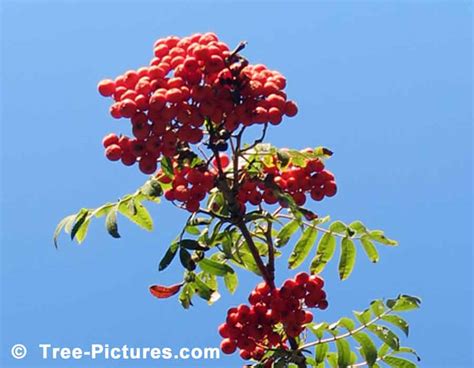 Mountain Ash Tree Red Berries