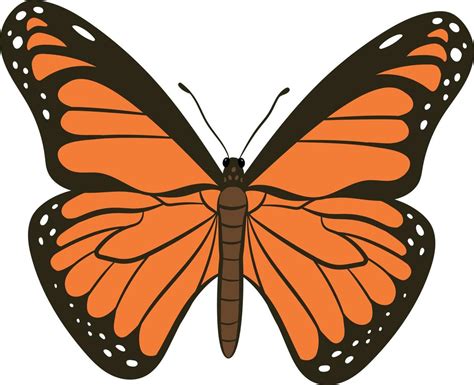 Butterfly top view 2d illustration 11505549 Vector Art at Vecteezy