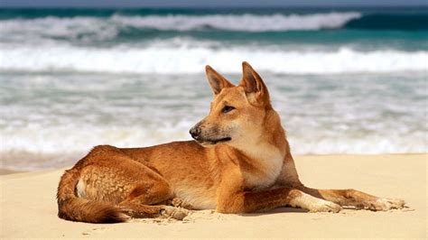 Dingo on beach at Fraser Island, Australia | Animales, Paisajes bonitos ...