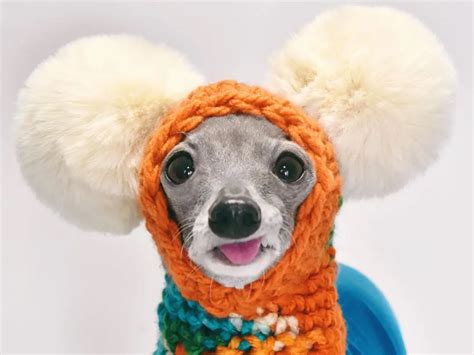 Meet tika a 9 year old italian greyhound who wears colorful outfits ...