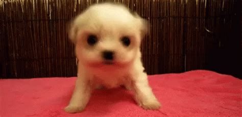 Puppy Shake GIF - Shake Wiggle Dog - Discover & Share GIFs