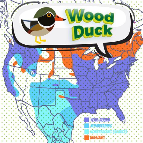 Wood Duck - Bird Watching Academy