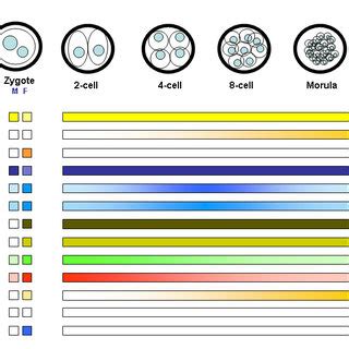 9 Dynamics of histone methylation in preimplantation development ...