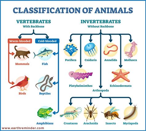 Top 165 + Animal classification chart - Inoticia.net