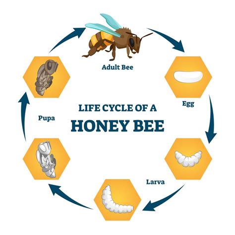 Honey Bees Life Cycle And Report Bee Life Cycle Honey Bee Life Cycle ...