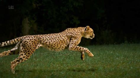 Cheetah Full Speed, Slow Motion, HD Camera - YouTube | Cheetah running ...