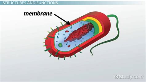 Bacteria Cell Wall & Cell Membrane | Overview & Function - Lesson ...