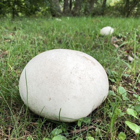 Giant Puffball Mushroom – Modern Wife