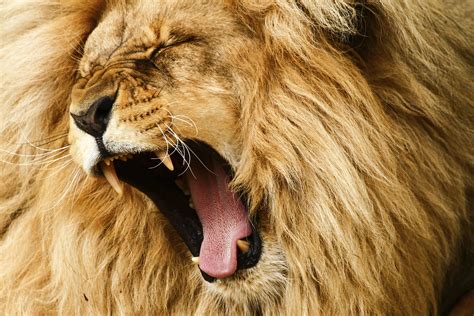 The Lion's Roar - Facing Your Fears | Kathleen Ann Thompson