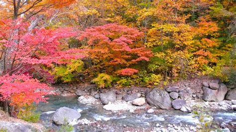 The Colors of Autumn: 7 Places to Enjoy the Autumn Scenery in Japan