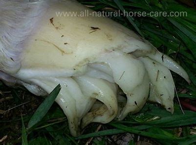 Newborn Foal Hoof - Feathers | Horse grooming, Horse care tips, Horse ...