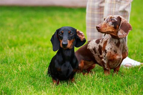 How Many Colours Can Dachshunds Have? - The Sausage Dog World