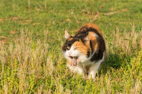 Cat Throwing Up Foam: What You Need To Know - All About Cats