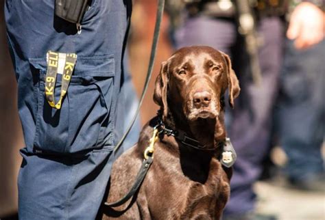 9 Dog Breeds that Police Use - PatchPuppy.com