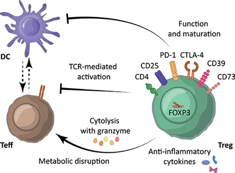 Frontiers | Metabolic Pathways Involved in Regulatory T Cell Functionality