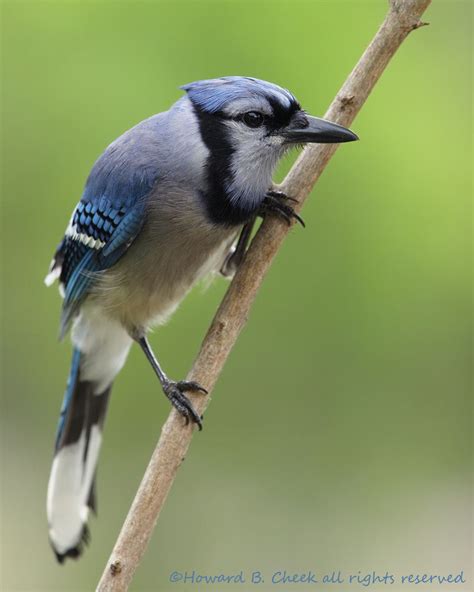 Texas Blue Jay.. | Blue jay, Birds, Nature photography