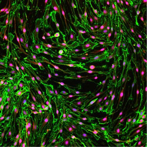 Rat Primary Schwann Cells - Kerafast