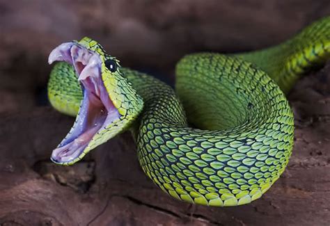 Most Venomous Snakes You Would'nt Want To Adopt As A Pet