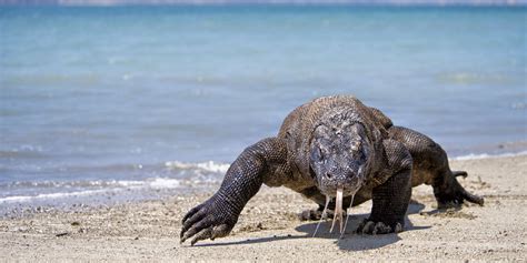 Komodo Dragon Wallpapers Images Photos Pictures Backgrounds